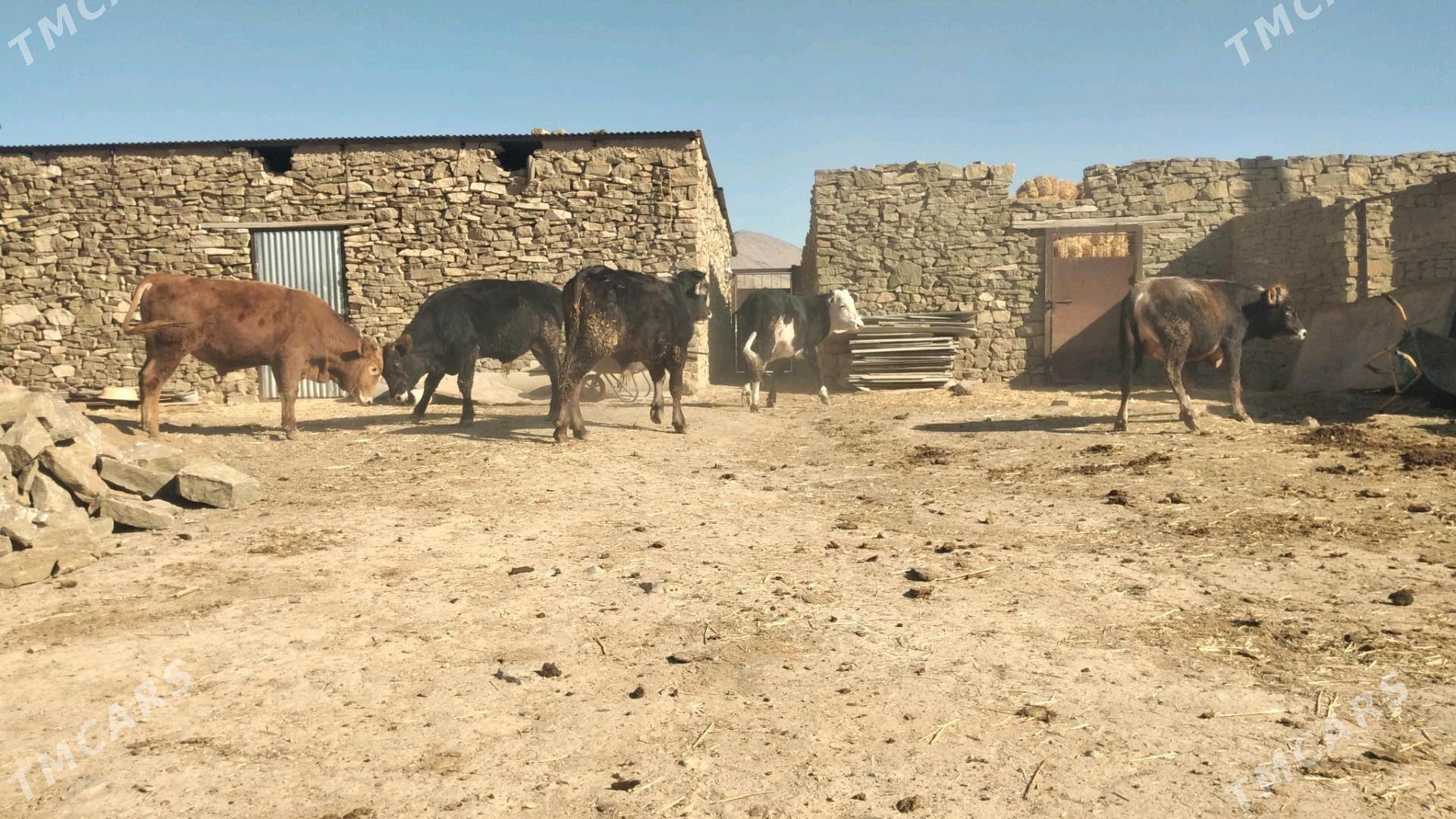 Öküz - Гызыларбат - img 5