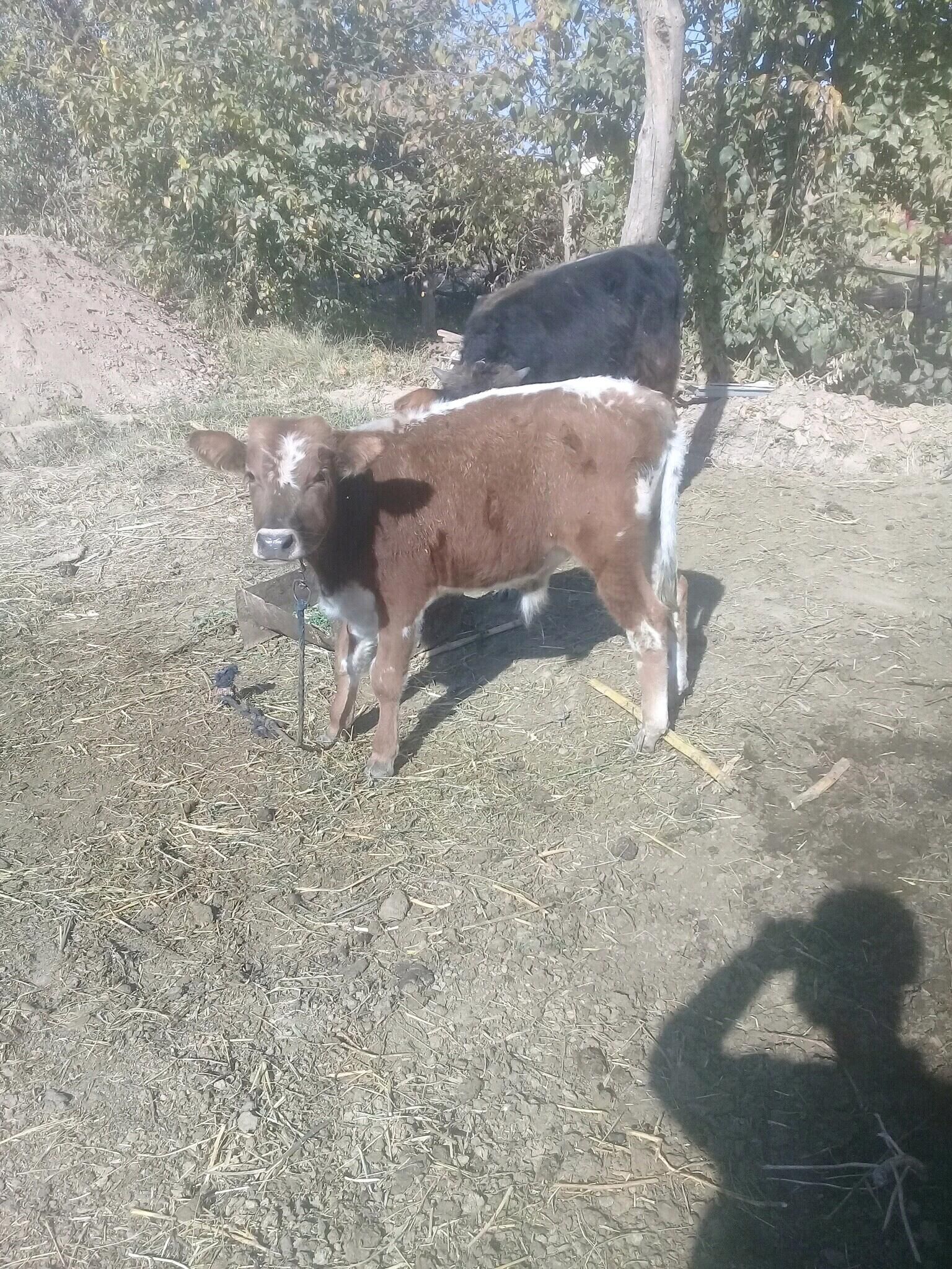 okuzceler 3sany - Бабадайхан - img 3