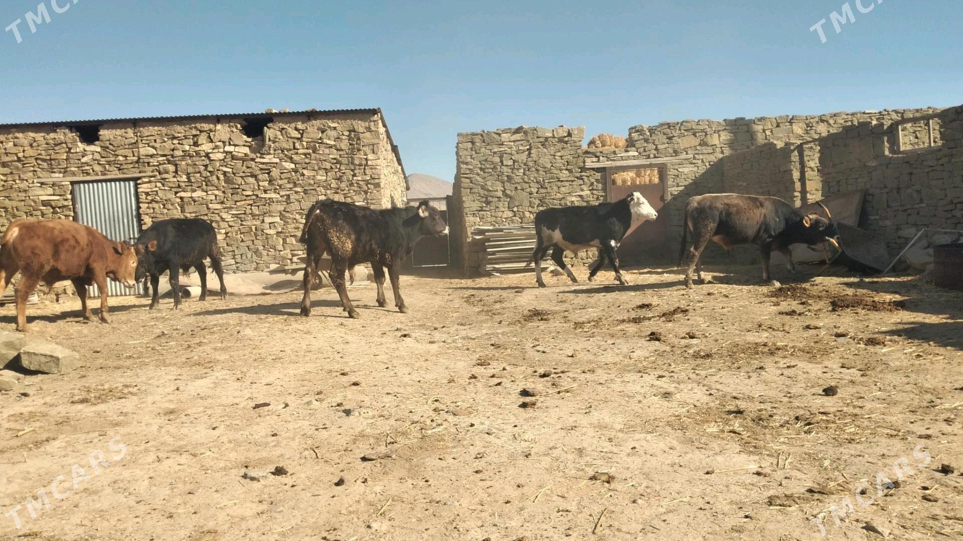 Öküz - Гызыларбат - img 6