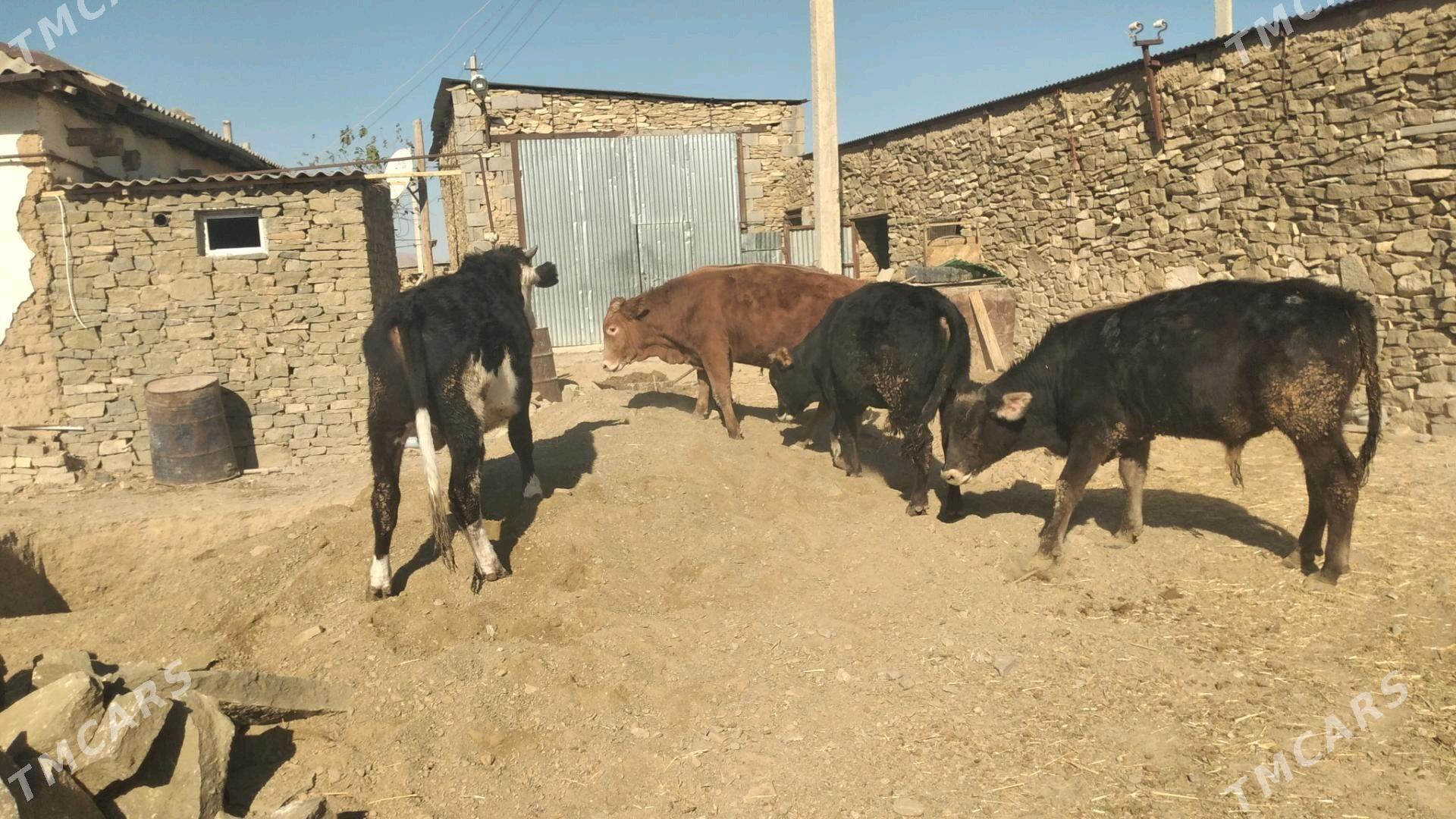 Öküz - Гызыларбат - img 8