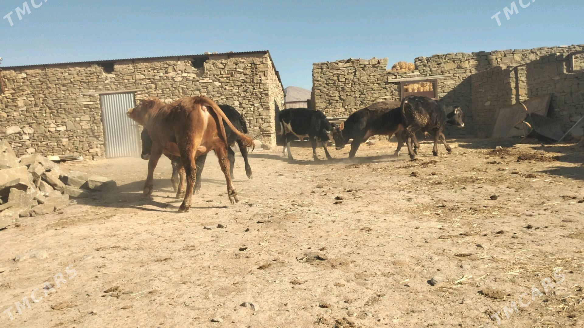 Öküz - Гызыларбат - img 7