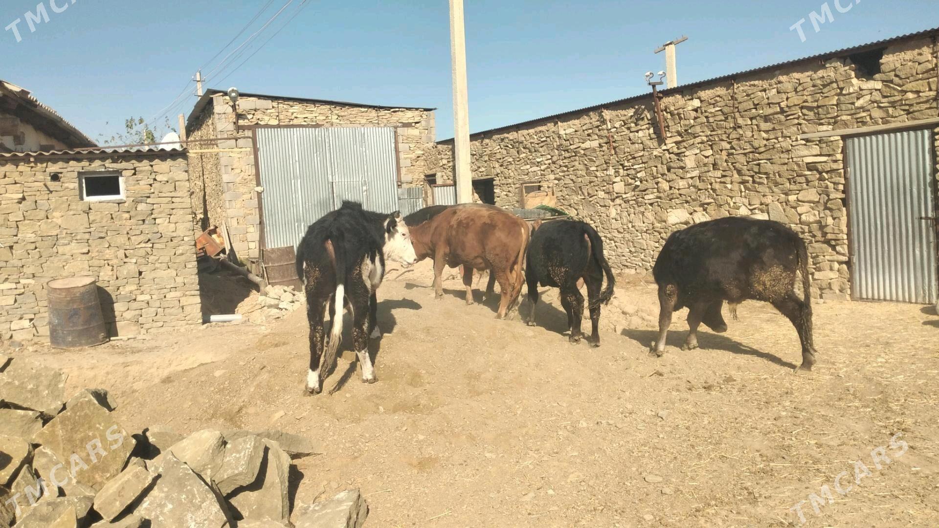 Öküz - Гызыларбат - img 9