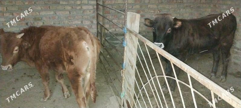 gőle - Bereket - img 2