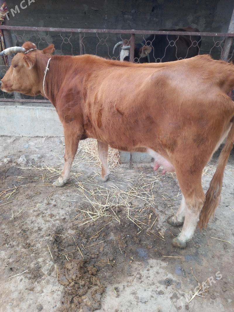 Goleli sygyr - Gyzylarbat - img 2