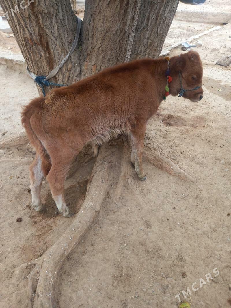 Goleli sygyr - Gyzylarbat - img 4