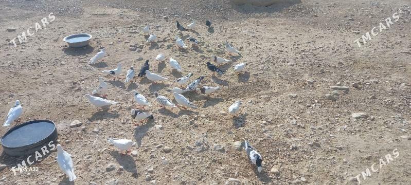 kepderi - Balkanabat - img 4