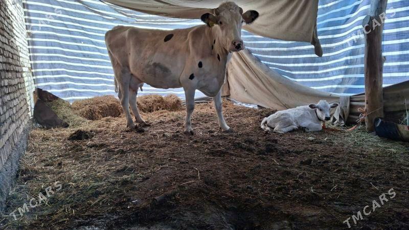 саглык сыгыр - Туркменабат - img 6