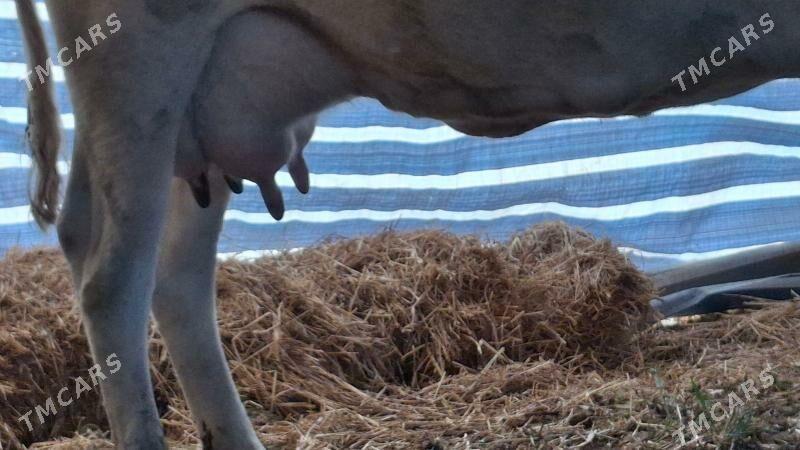 саглык сыгыр - Туркменабат - img 4