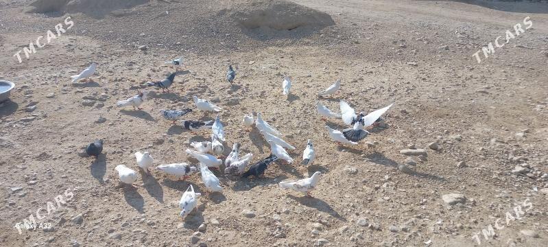 kepderi - Balkanabat - img 2