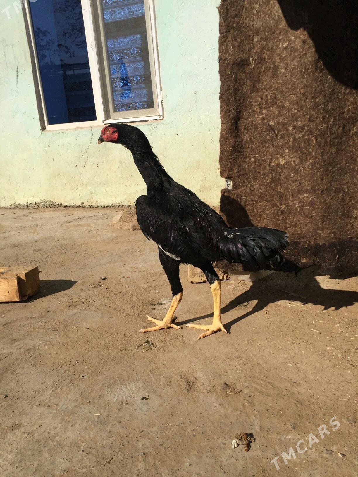 Taskent horaz - Кëши - img 3