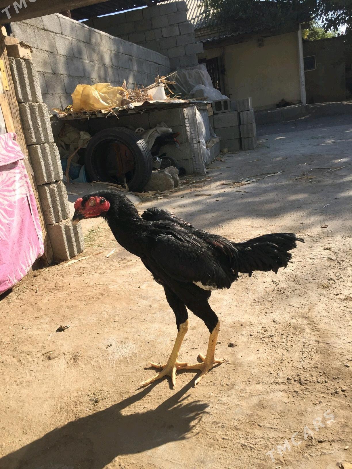 Taskent horaz - Кëши - img 4