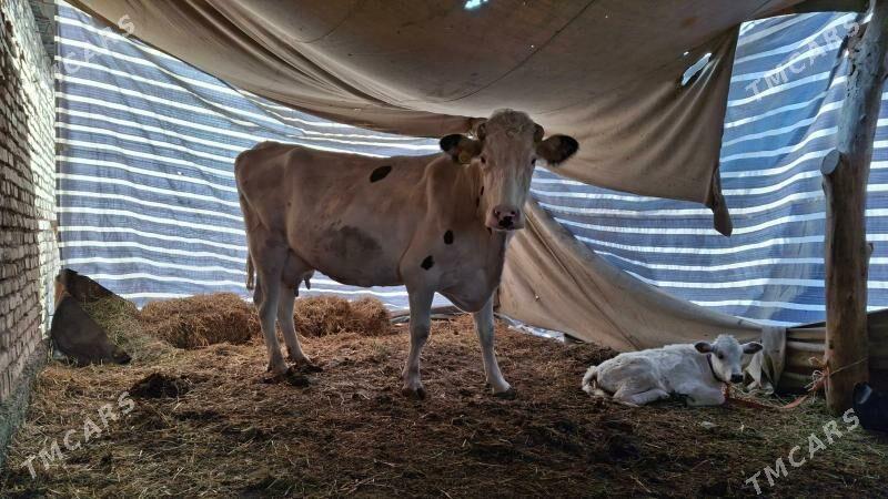 саглык сыгыр - Туркменабат - img 5