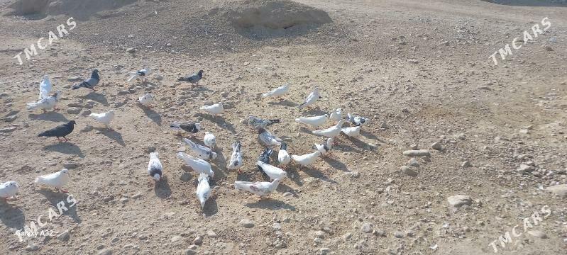 kepderi - Balkanabat - img 3