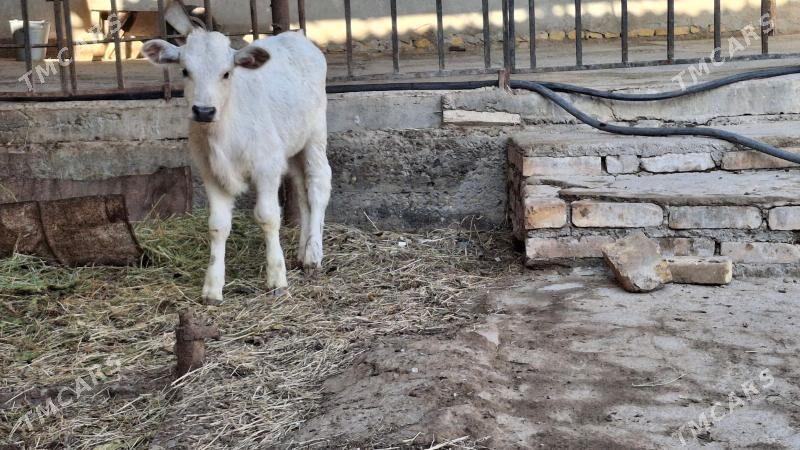 саглык сыгыр - Туркменабат - img 7