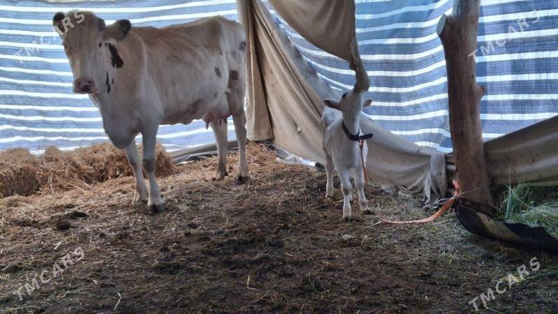 саглык сыгыр - Туркменабат - img 2