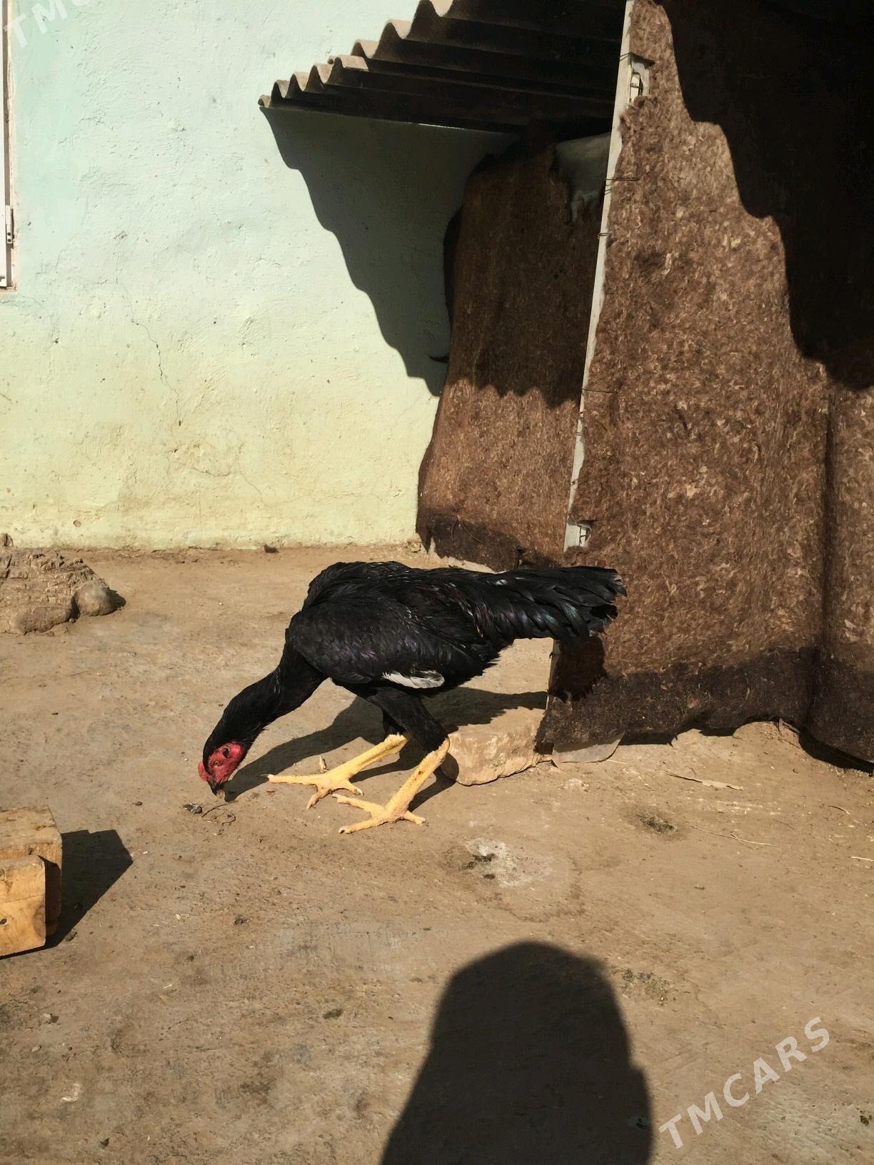 Taskent horaz - Кëши - img 2