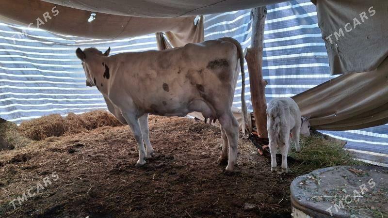 саглык сыгыр - Туркменабат - img 3