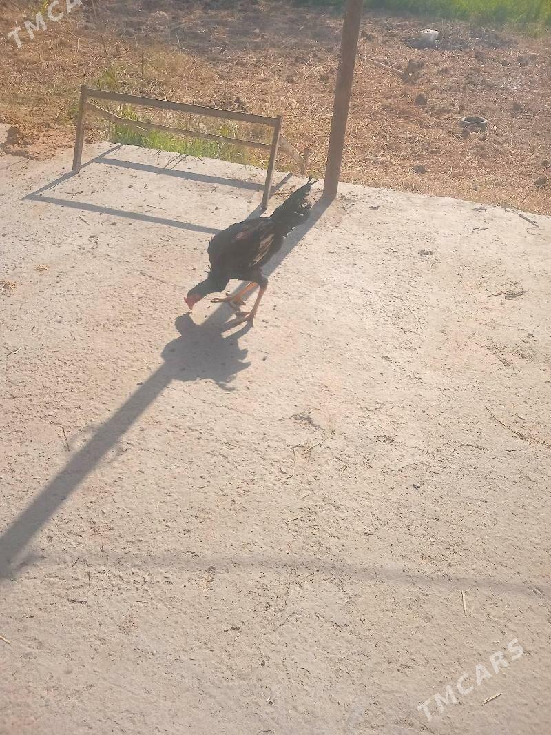 baysowbaysow Baysow - Çärjew - img 4