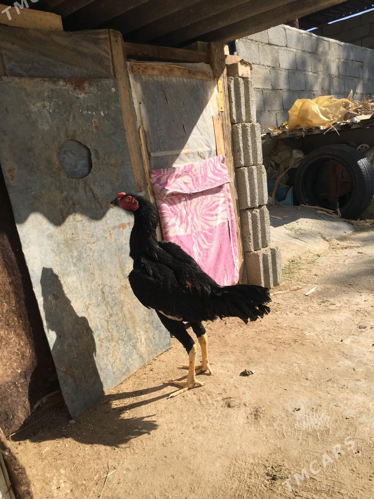 Taskent horaz - Кëши - img 7