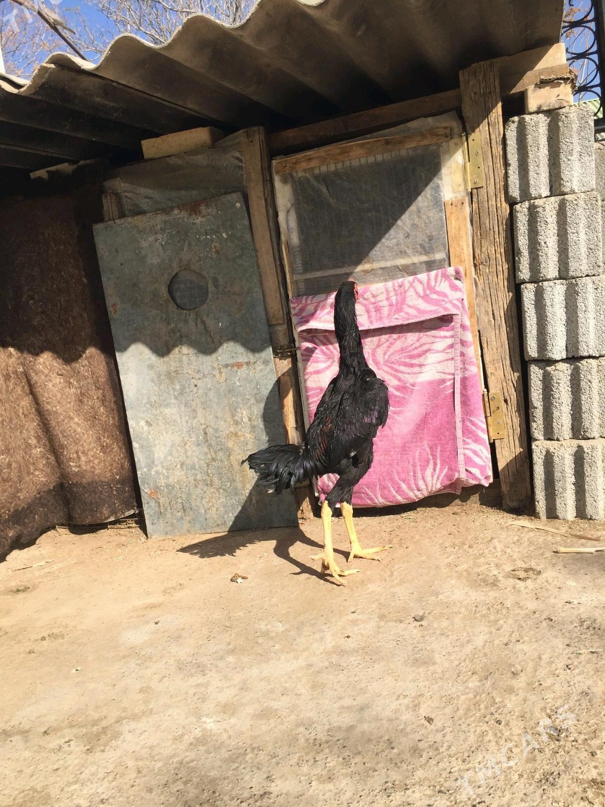 Taskent horaz - Кëши - img 8