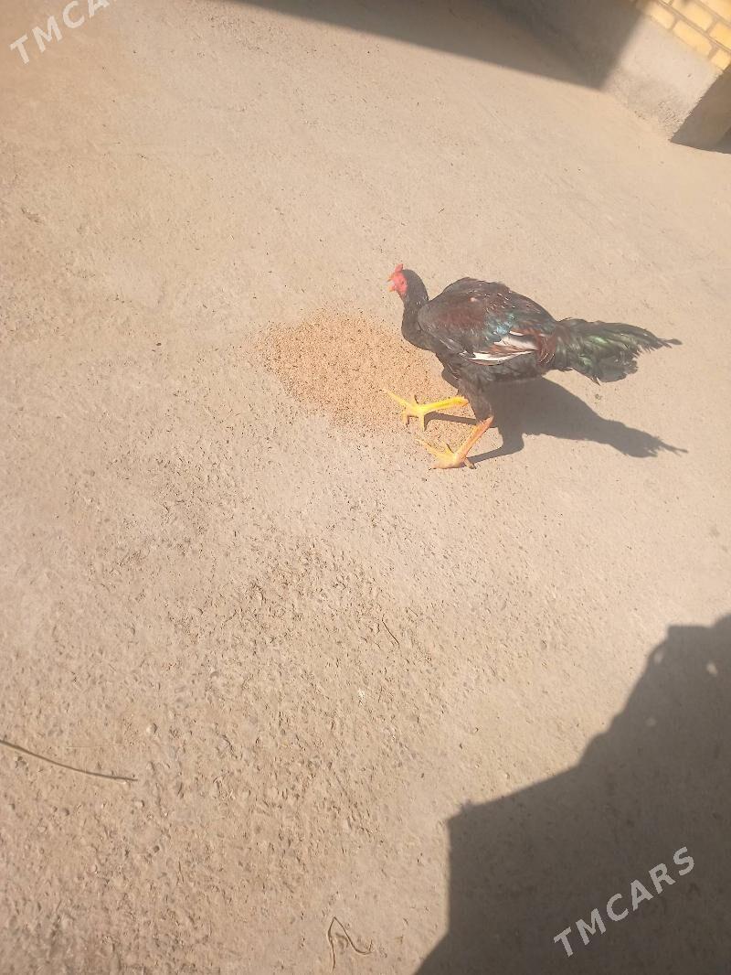 baysowbaysow Baysow - Çärjew - img 2