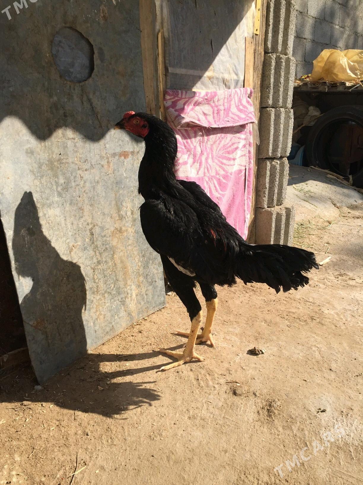 Taskent horaz - Кëши - img 5