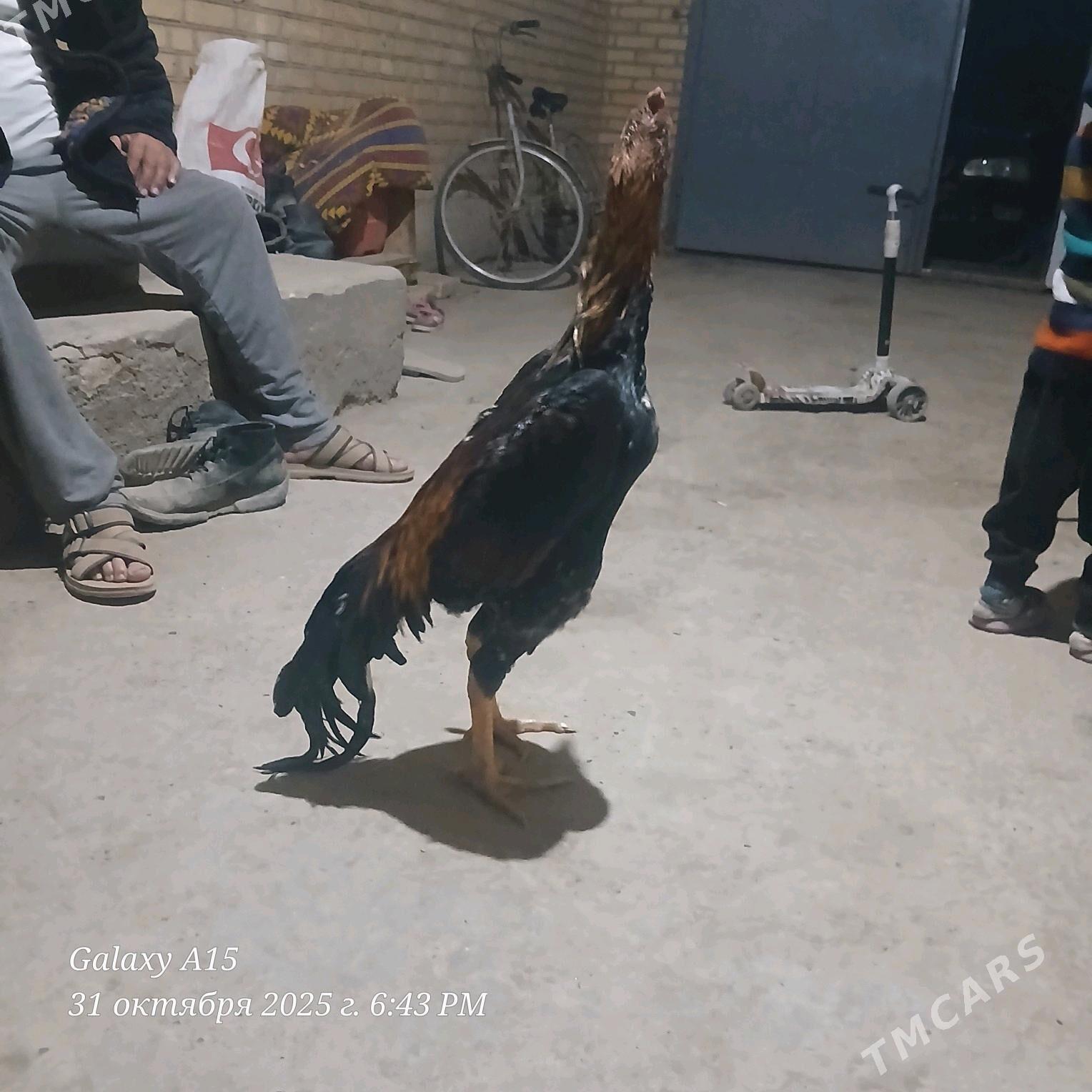 babay vs kazak - Дянев - img 2