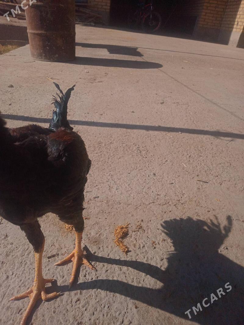 baysowbaysow Baysow - Çärjew - img 3