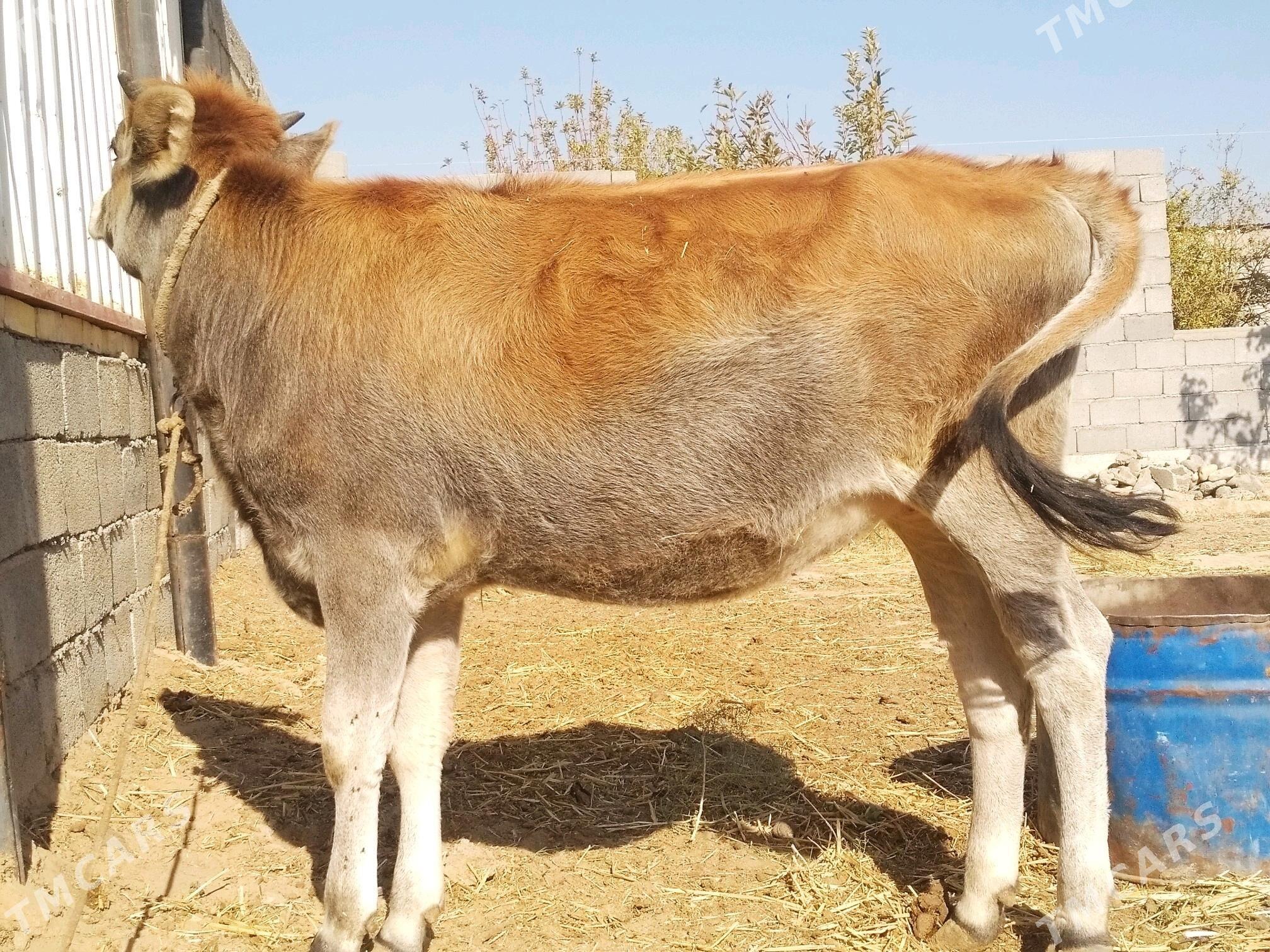 OKUZ. TUWE  3 baš - Анев - img 6