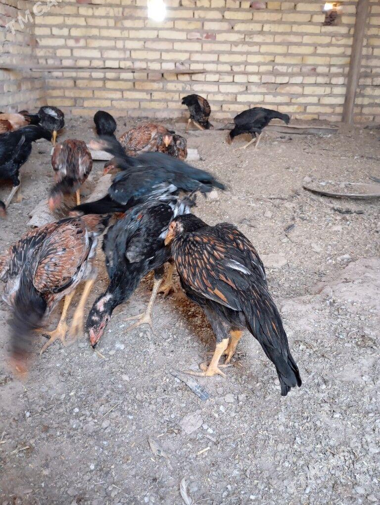 bayes towuk juyje - Hojambaz - img 3