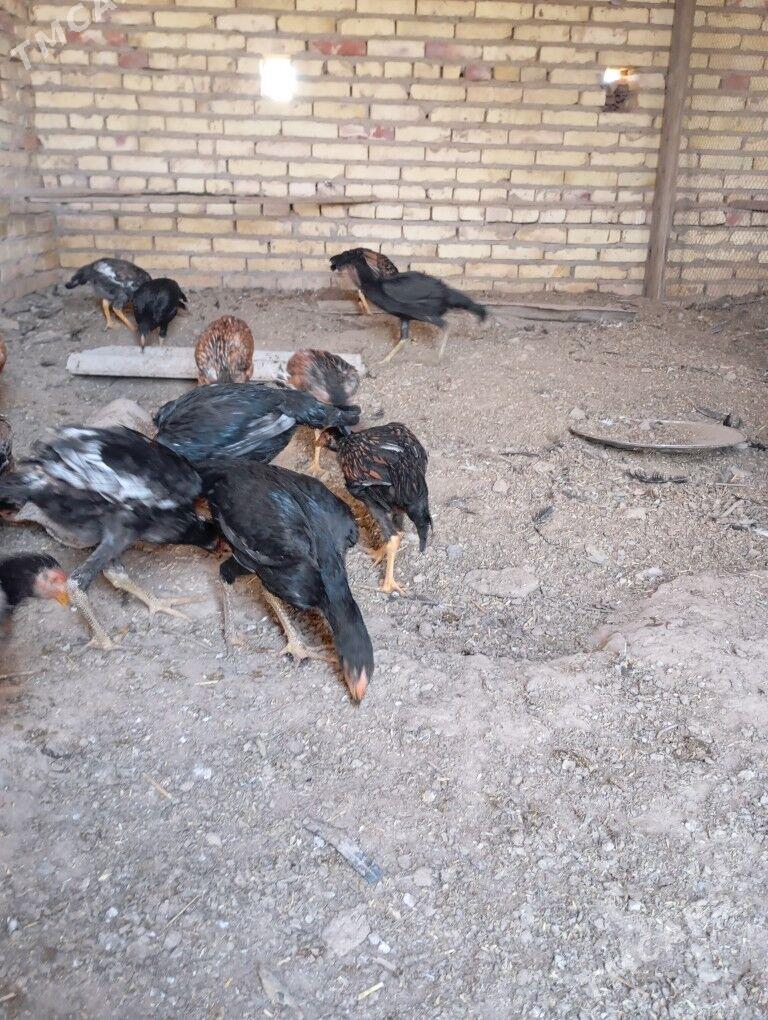 bayes towuk juyje - Hojambaz - img 2