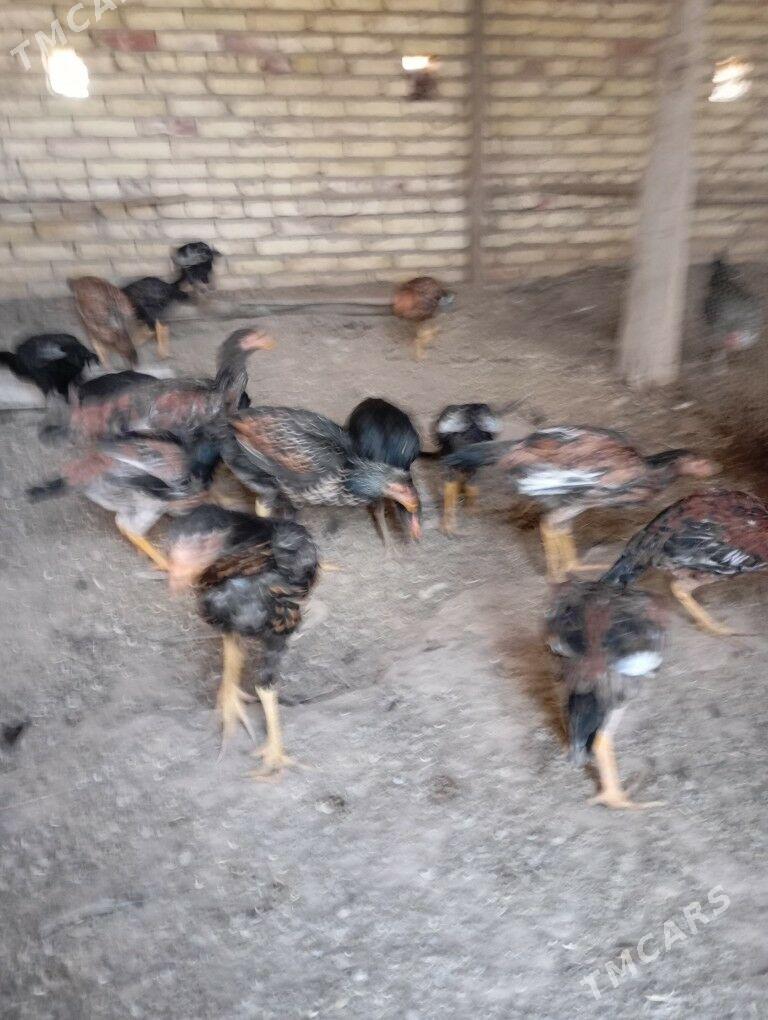 bayes towuk juyje - Hojambaz - img 6