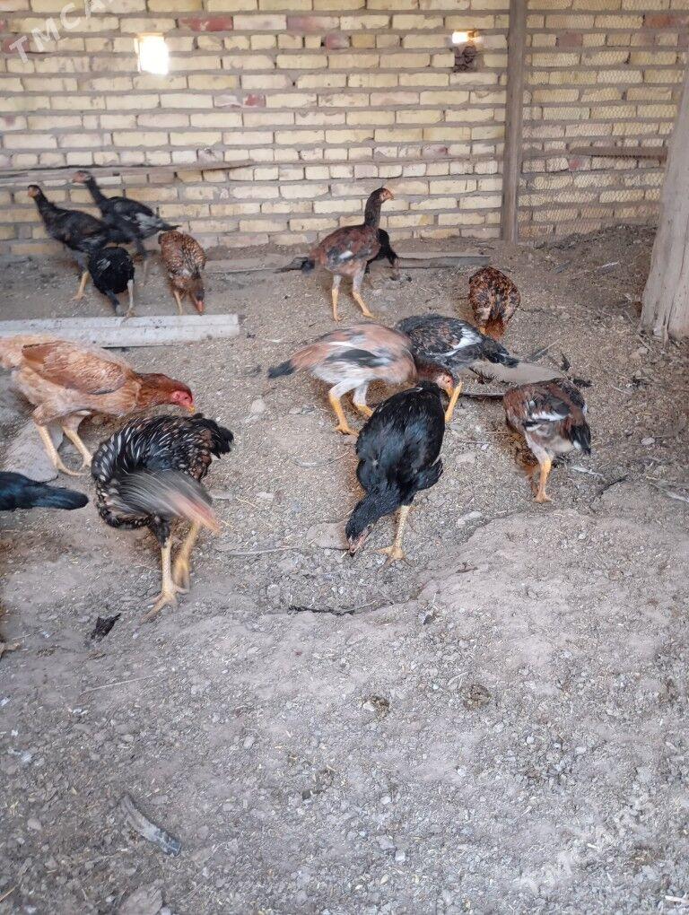 bayes towuk juyje - Hojambaz - img 7