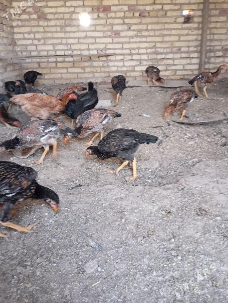 bayes towuk juyje - Hojambaz - img 8