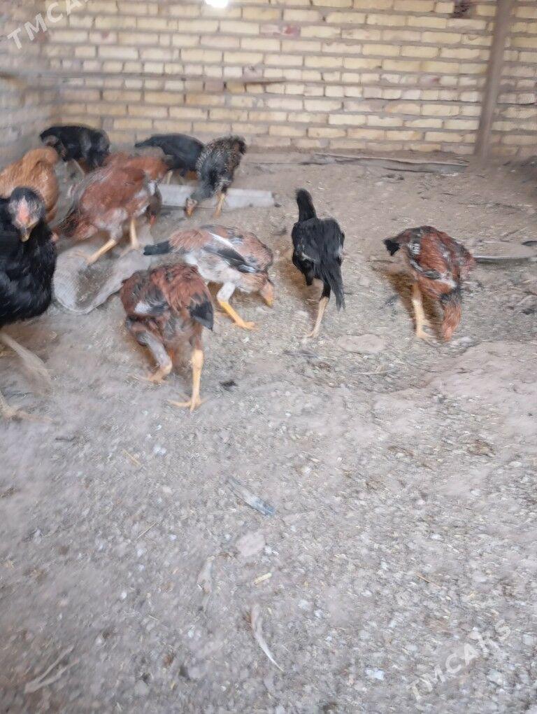 bayes towuk juyje - Hojambaz - img 5