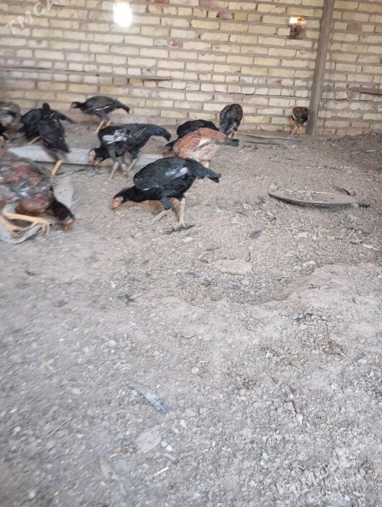 bayes towuk juyje - Hojambaz - img 4