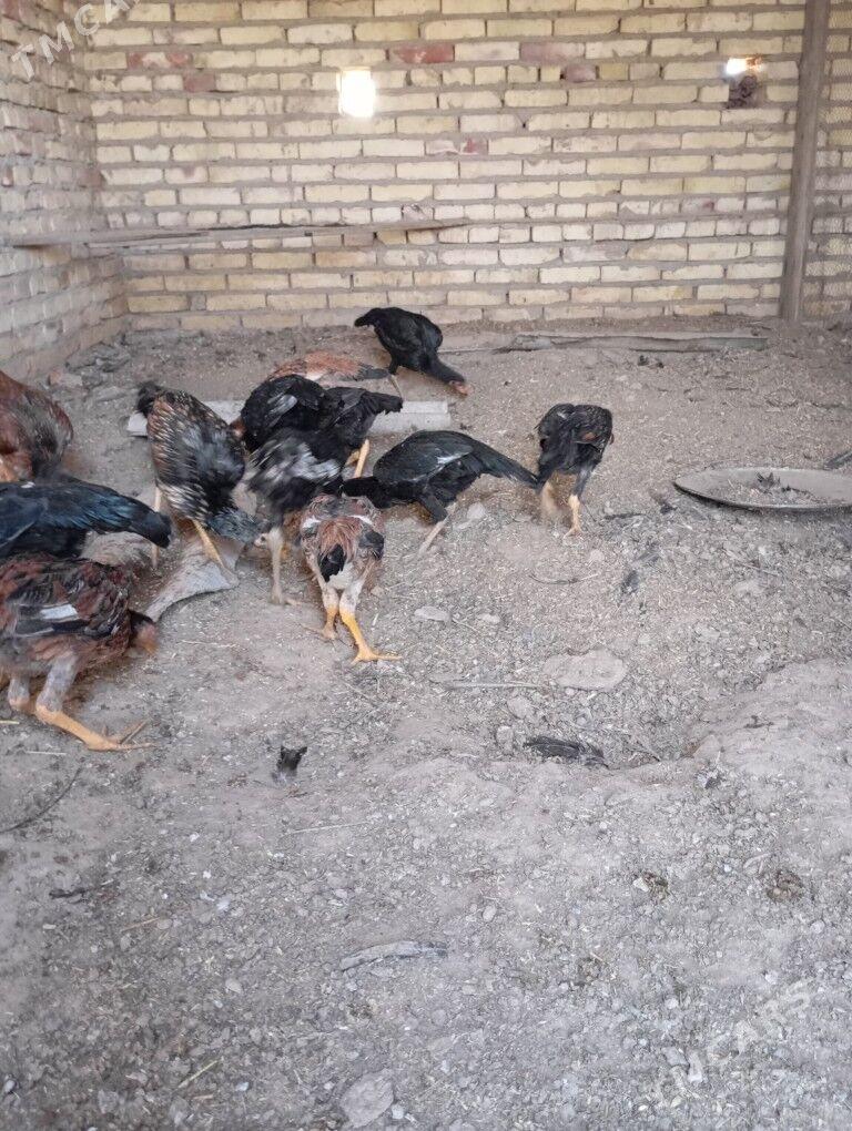 bayes towuk juyje - Hojambaz - img 9