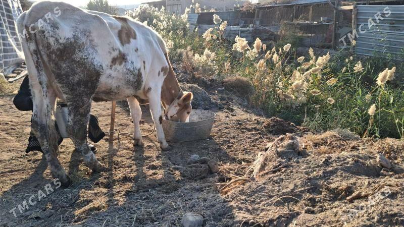 саглык сыгыр - Туркменабат - img 4