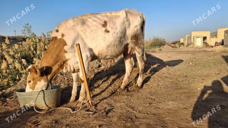 саглык сыгыр - Туркменабат - img 3