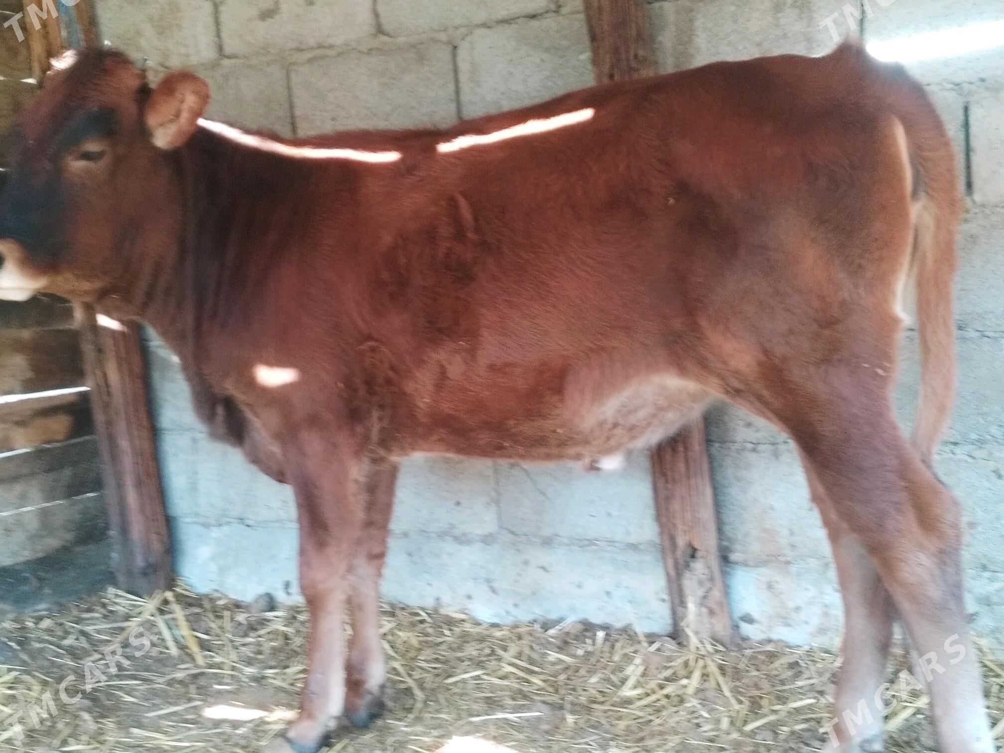 OKUZ. TUWE  3 baš - Анев - img 3