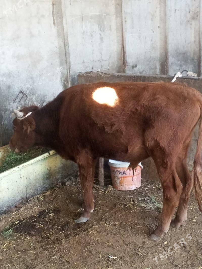 okuz - Ýaşlyk - img 3