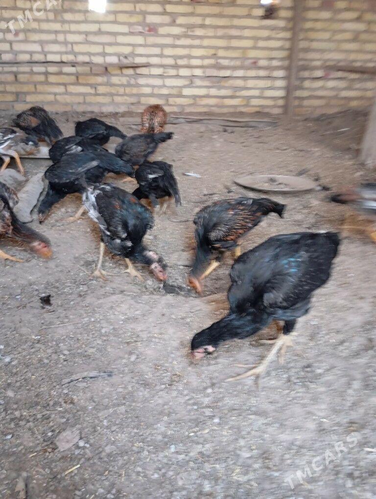 bayes towuk juyje - Hojambaz - img 10