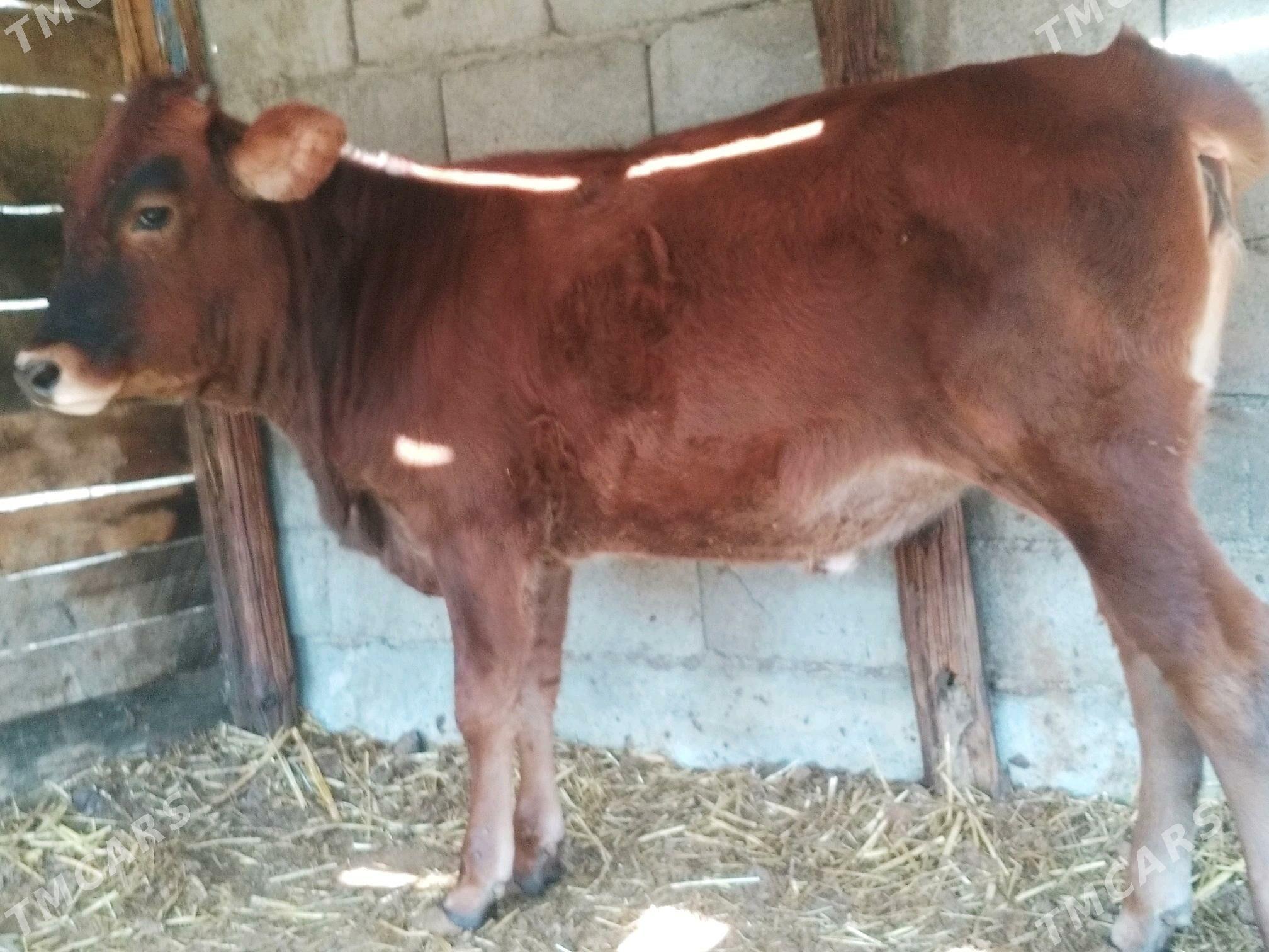 OKUZ. TUWE  3 baš - Анев - img 2