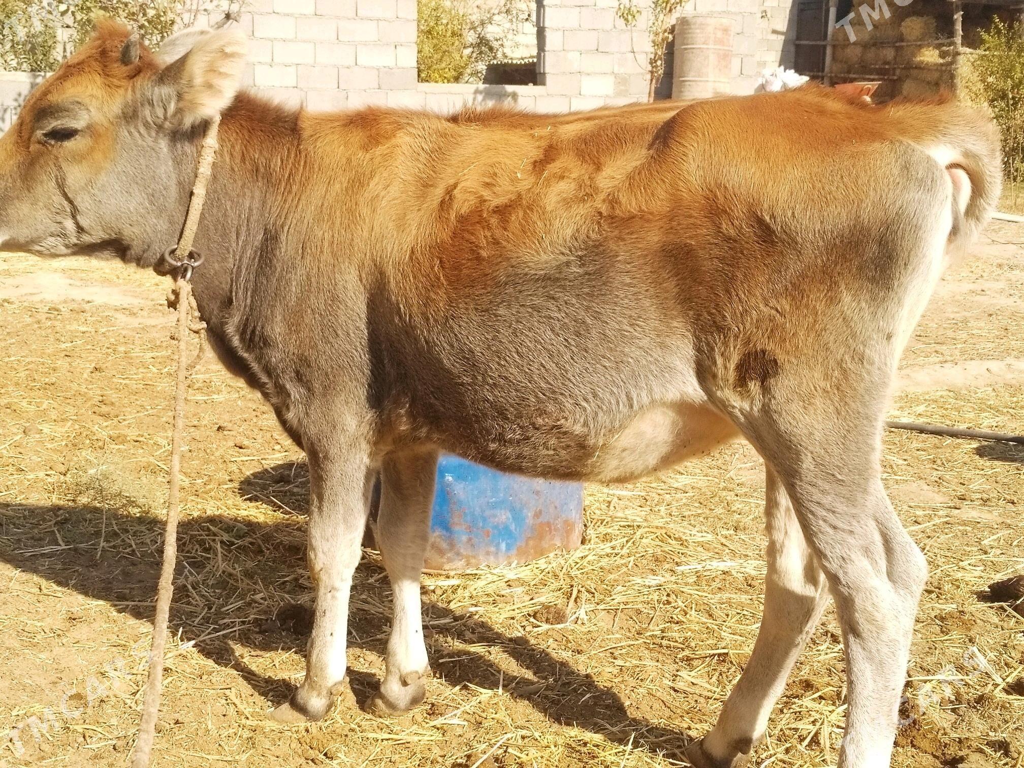 OKUZ. TUWE  3 baš - Анев - img 5