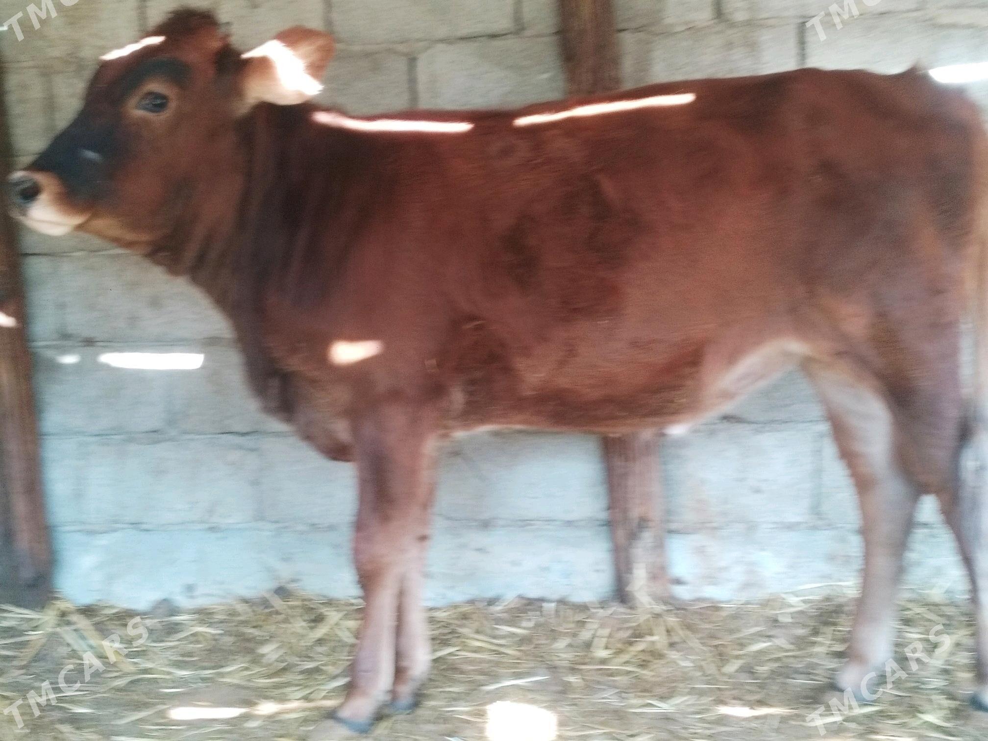 OKUZ. TUWE  3 baš - Анев - img 4