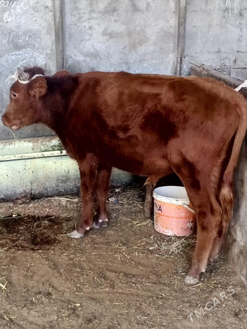 okuz - Ýaşlyk - img 2