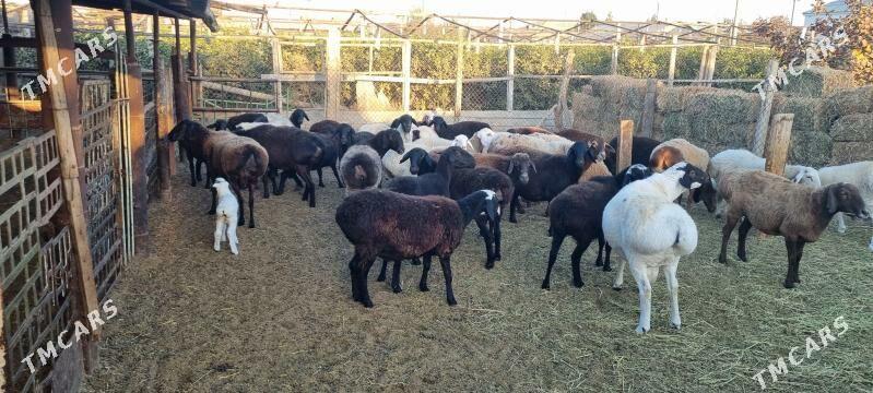 GISAR - Бузмеин - img 7