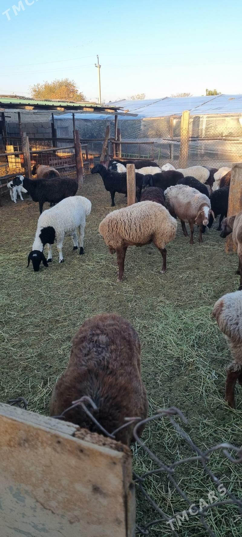 GISAR - Бузмеин - img 5