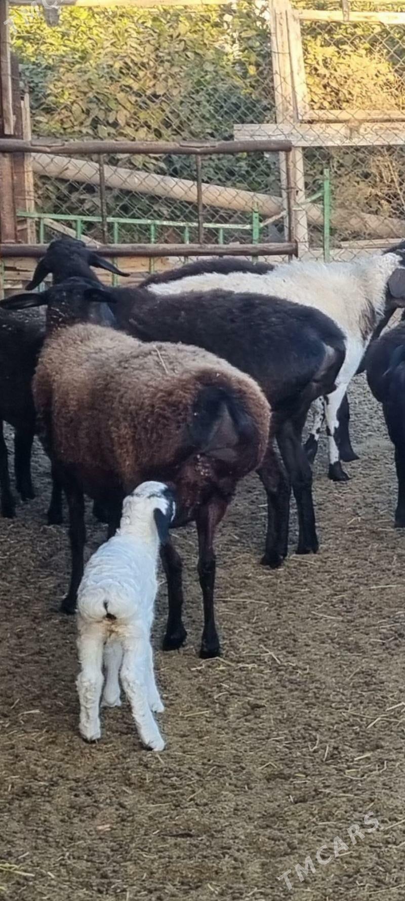 GISAR - Бузмеин - img 2