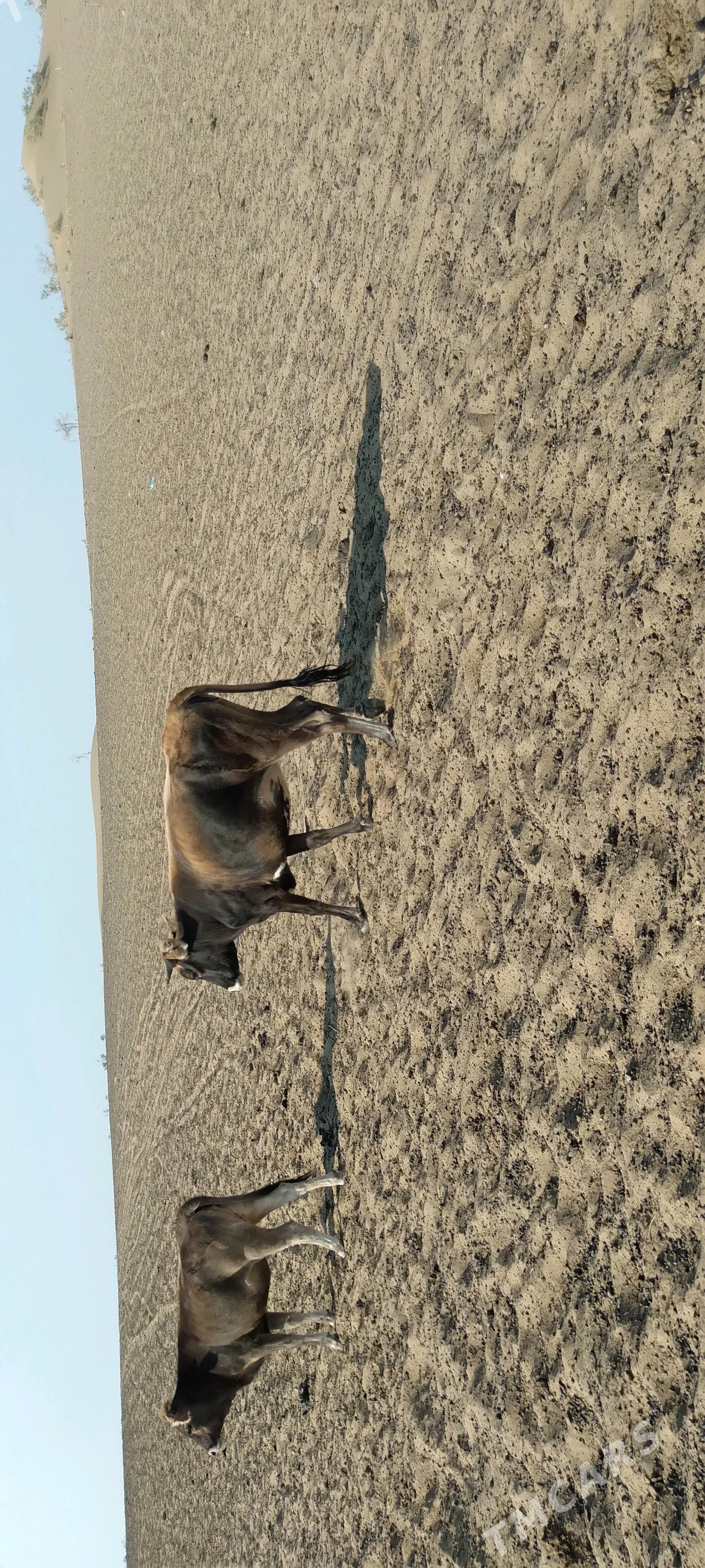 sygyr gacar tutus satlyk - Gyzylarbat - img 2